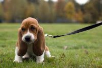 Basset Hound belos filhotes