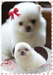 Spitz alemão lulu da pomerania cor off white para reserva