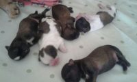 Perfeitos e lindos filhotes de Shih Tzu 30 dias