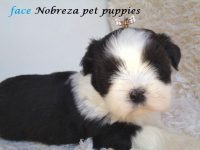 Lhasa apso filhotes de nobres a pronta entrega