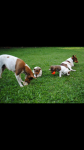Fox Paulistinha Marrom bi color