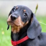 Basset Teckel belos filhotes