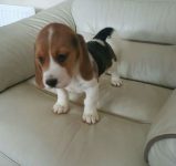 Beagle, filhotes encantadores com qualidade e Pedigree