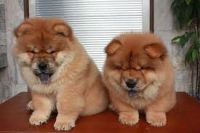 Chow-Chow Lindos filhotes