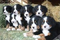 Bernese Mouitan lindos filhotes