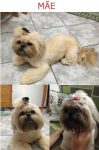 Perfeitos e lindos filhotes de Shih Tzu 30 dias