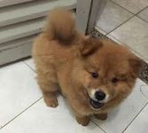 Chow-Chow Lindos filhotes