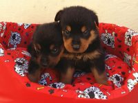 Rottweiler – Canil Império Romano