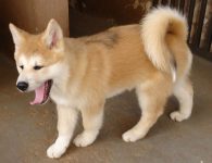 Filhotes de Akita-inu com pedigree cor vermelhos