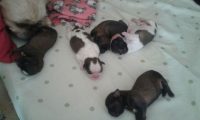 Perfeitos e lindos filhotes de Shih Tzu 30 dias