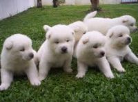Akita belos filhotes