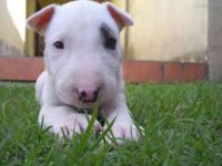 Bull Terrier belos filhotes