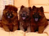 Chow-Chow Lindos filhotes