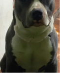 Staffordshire Bull Terrier filhotes para segunda quinzena de maio de 2016