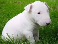 Bull Terrier belos filhotes