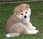 Akita belos filhotes