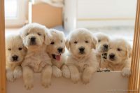 Golden Retriever, os mais lindos filhotes à pronta entrega