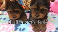 Yorkshire Terrier