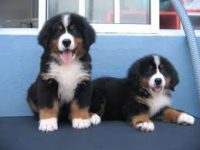 Bernese Mouitan lindos filhotes