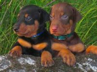 Doberman belos filhotes