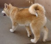 Filhotes de Akita-inu com pedigree cor vermelhos