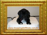 Cane Corso filhotes com qualidade incomparável