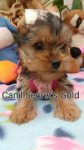 Yorkshire Terrier
