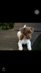 Fox Paulistinha Marrom bi color