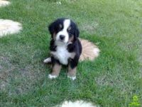 Bernese Mouitan lindos filhotes