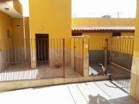 Pug Filhotes – Canil Pug Reale