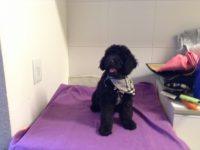 Lindos Filhotes de Mini Poodle Preto