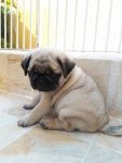 Pug Filhotes – Canil Pug Reale
