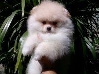 Spitz alemão macho creme Rio de Janeiro