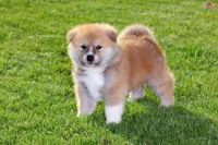 Akita belos filhotes