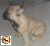 Filhote de Bulldog Francês