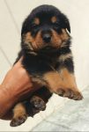 Rottweiler – Canil Império Romano