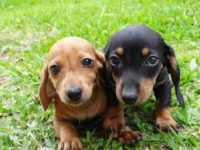 Basset Teckel belos filhotes
