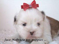 Lhasa apso filhotes de nobres a pronta entrega