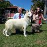 Avatar de Canil White e Angels