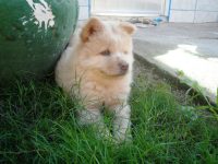 Lindos filhotes de chow chow