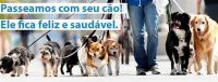Cão passeador