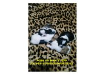 Filhotes Shih Tzu Para reserva, entrega Julho 2016