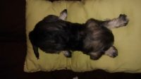 vendo filhotes schnauzer