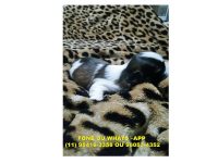 Filhotes Shih Tzu Para reserva, entrega Julho 2016