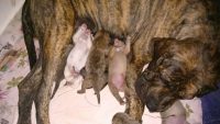 Filhotes de Fila Brasileiro