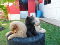Lindos filhotes de chow chow