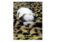 Filhotes Shih Tzu Para reserva, entrega Julho 2016