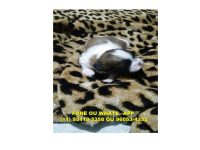 Filhotes Shih Tzu Para reserva, entrega Julho 2016
