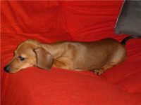 Canil enchantress – Filhotes de dachshund anão e miniatura