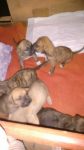 Filhotes de Fila Brasileiro